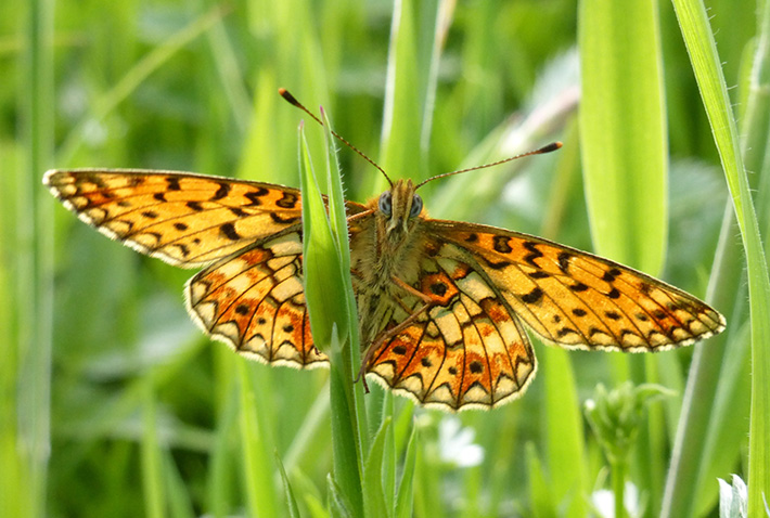 Water Voles Small Pearl-bordered fritillary_credit Tammy Andrews