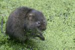 Water voles_credit Wildstock