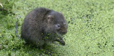 Water voles_credit Wildstock