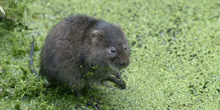 Water voles_credit Wildstock