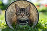 When Is the Right Time to Start Flea and Tick Protection for Kittens Expert Guidelines for Safe Prevention (1)
