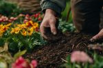 Where There’s Muck, There’s Brassicas A Yorkshire Love Affair with Compost (1)