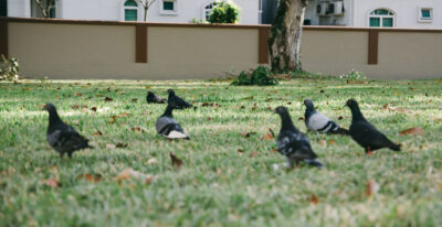 Where to Find Humane Pigeon Control Methods to Work main
