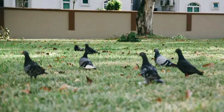 Where to Find Humane Pigeon Control Methods to Work main