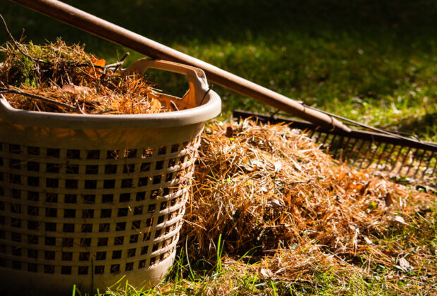 Why is summer the Best Time for Clearing Waste from your Garden Areas main