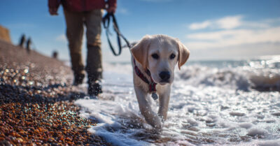 Winter Adventures with Your Four-Legged Friend The Ultimate Guide to Mess-Free Dog Road Trips (1)