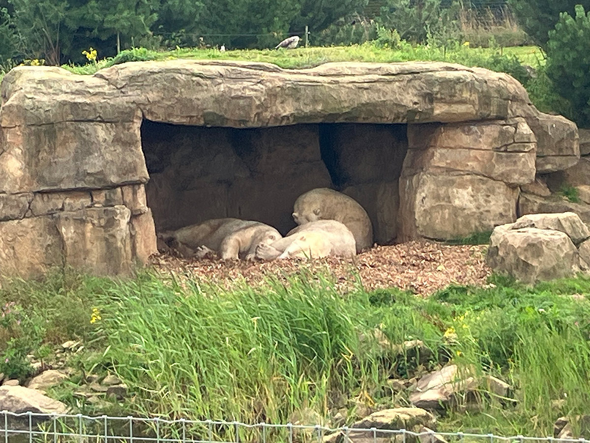 Yorkshire-Wildlife-Park---Review-1
