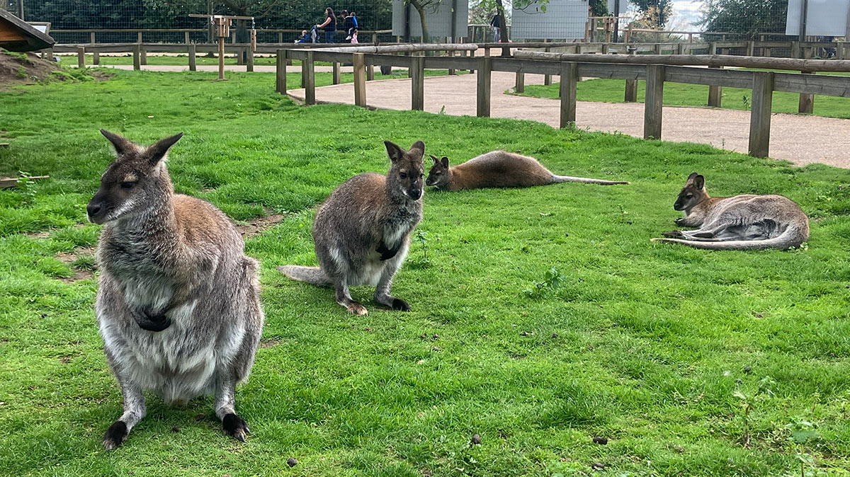 Yorkshire-Wildlife-Park-Review-1