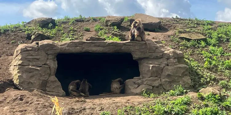 Yorkshire Wildlife Park - Review