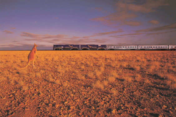 kangaroo watches train in outback australia