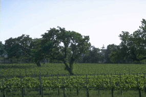 vineyard in australia