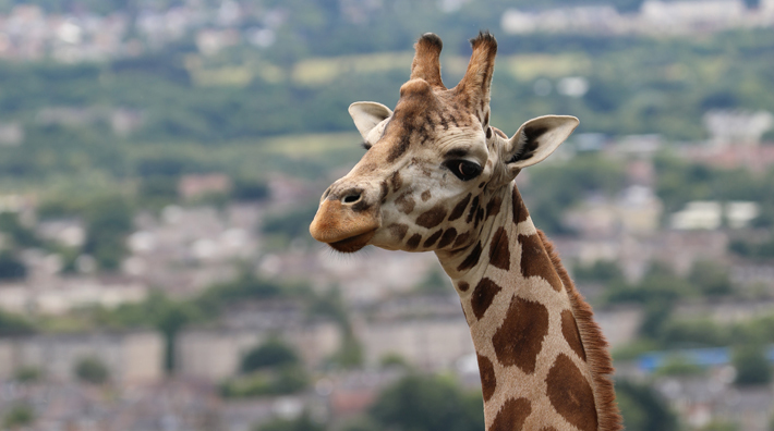 best zoos giraffe