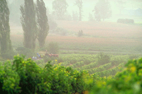 organic vineyard