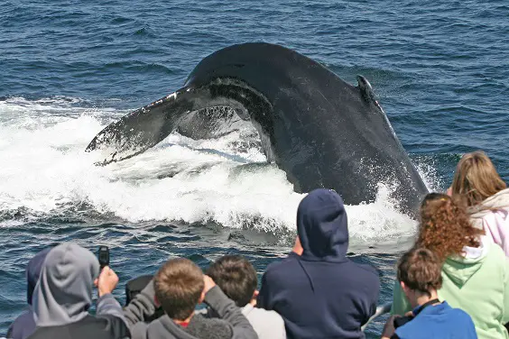 boston massachusetts travel review whale watch
