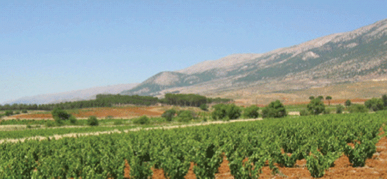 lebanon lebanese wine vineyard