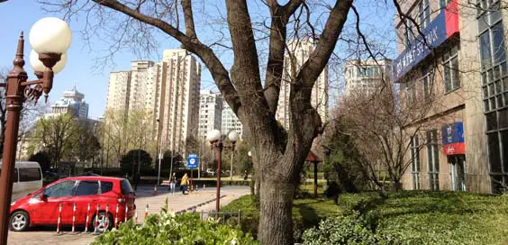 china travel review in drag tree main