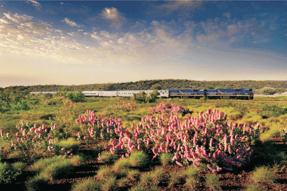 train flowers australian outback desert