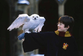 young daniel radcliffe with white owl on arm in harry potter goathland