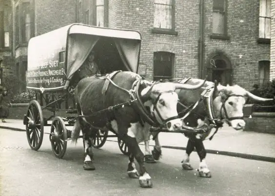 historic scarborough in old photographs advertising carts