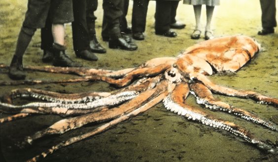 historic scarborough in old photographs giant squid