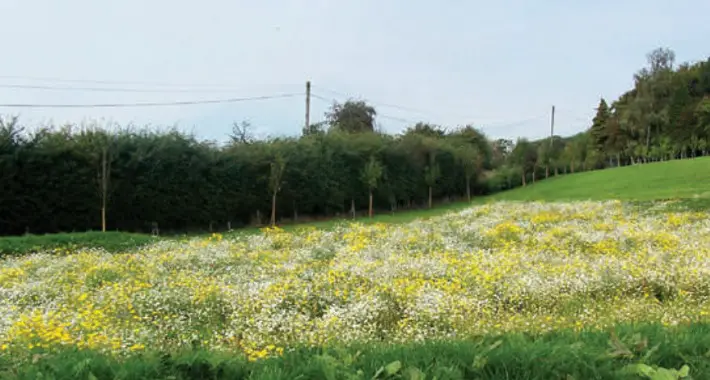 ilkley wood walk wildflower meadow