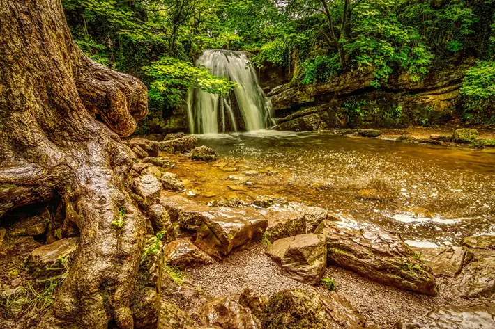 janet's foss malhamdale malham cove tree