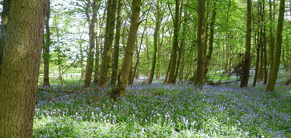 yorkshire walks leathley bluebells riffa wood