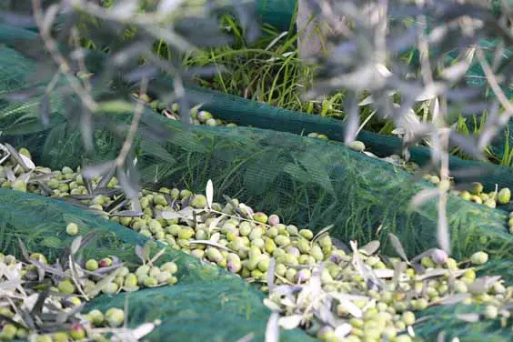 olive oil evoo growing and manufacturing