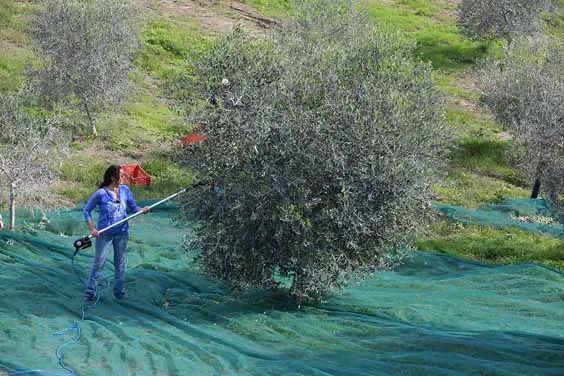 olive oil evoo tips and advice harvesting a tree