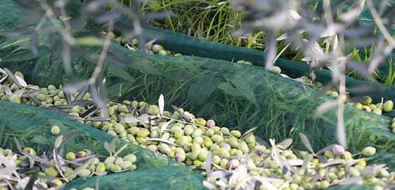 olive oil evoo history