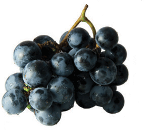 bunch of grapes red wine