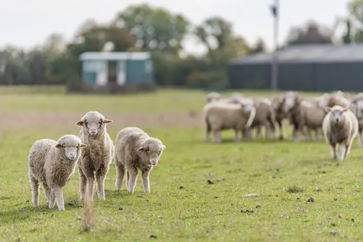 romney marsh shepherds huts review sheep