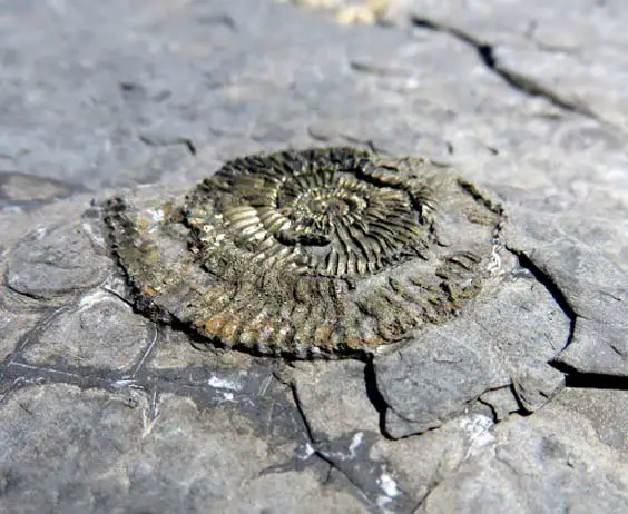 saltwick bay gallery golden ammonite