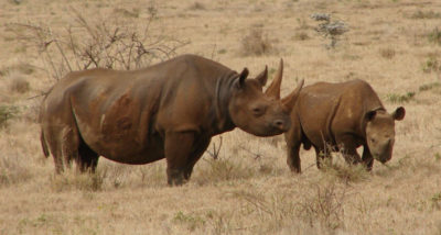 saving endangered black rhinoceros main