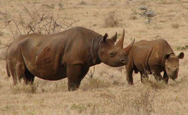 saving endangered black rhinoceros main