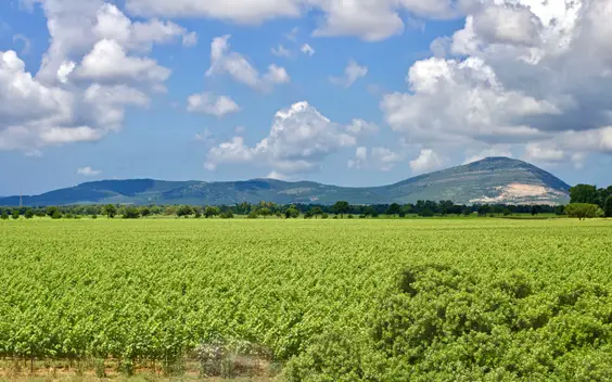 sella and mosca unique winery sardegna italy vineyard