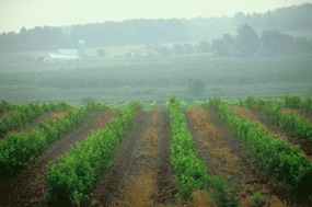 vineyard in spain