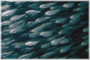 shoal of fish huge