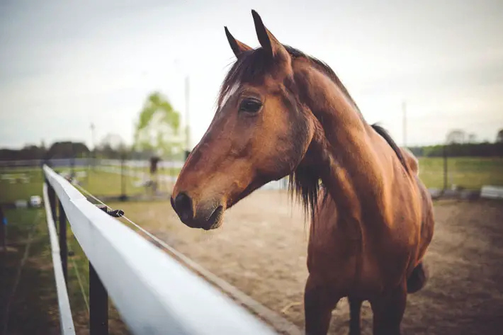 the return of horse racing racecourse