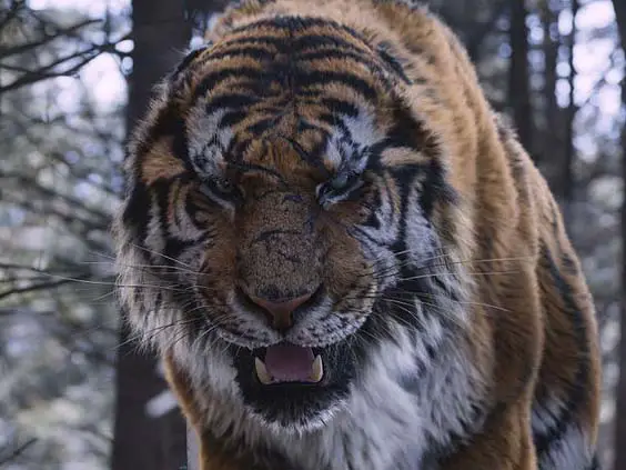 the tiger film review 3