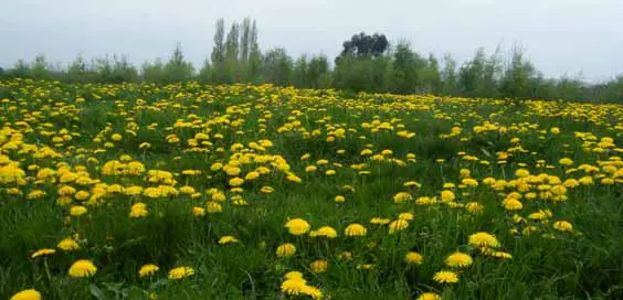 warren house park campsall county park walk dandelions