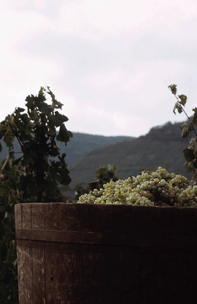 barrel of sicillian grapes