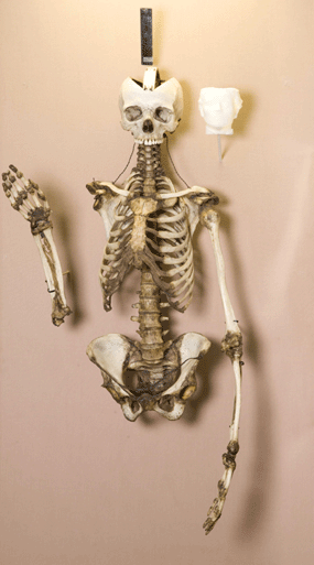 skeleton of the leeds witch mary bateman
