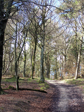 woods through ogden water